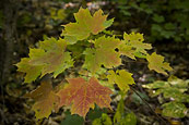 Maple Leaves In The Woods